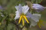 Sticky nightshade